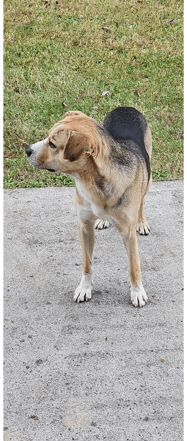 Lost Dog in Charlotte, North Carolina — listing photo