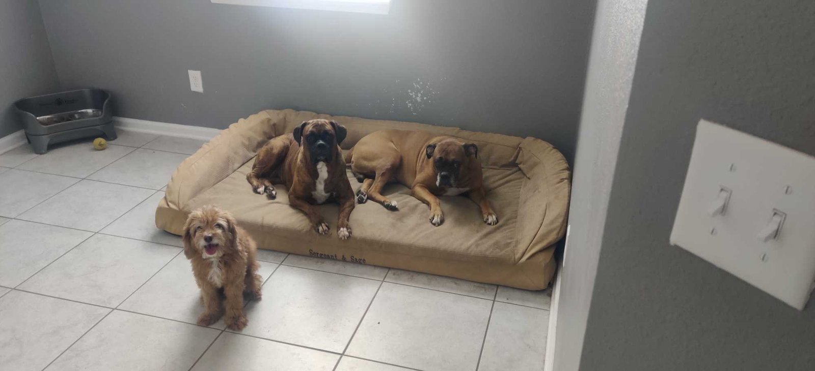 Lost Dog in Jacksonville, North Carolina — listing photo