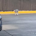 lost dog in San Antonio, Texas