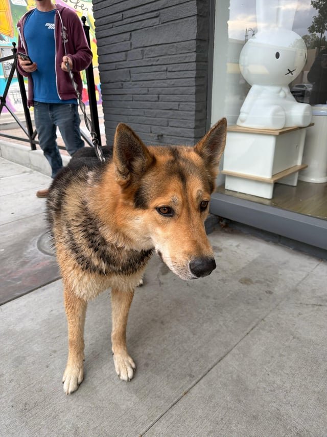 found dog in San Jose, California