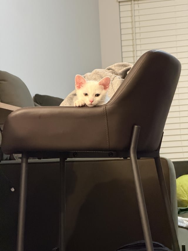 lost cat in Fort Worth, Texas
