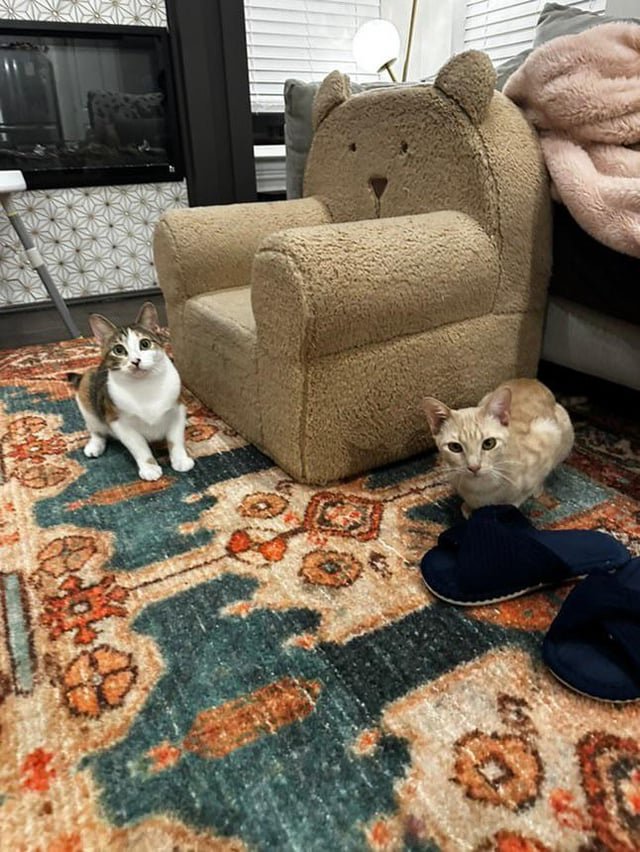 Found Cat in Dallas, Texas — Help save these cats from going to a shelter