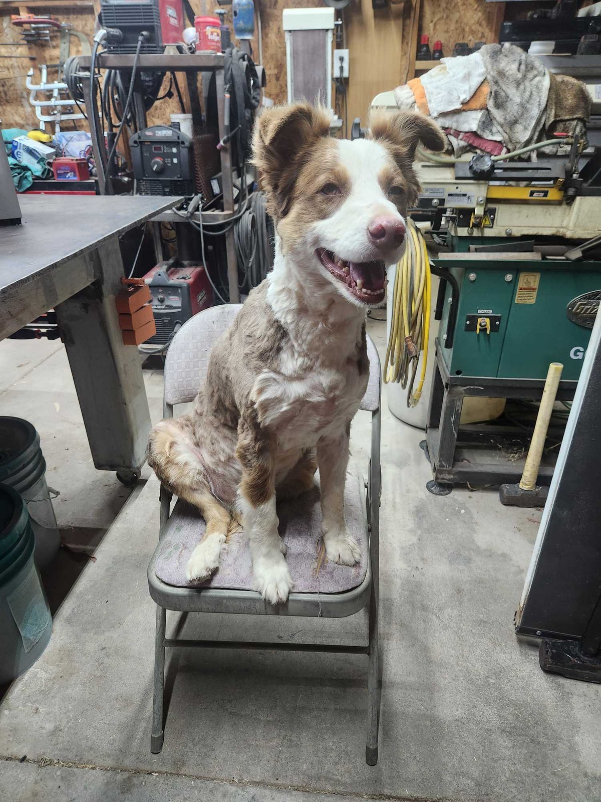 Lost Dog in Tonopah — listing photo