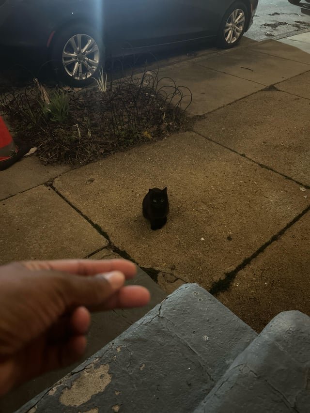 Lost Dog in Baltimore, Maryland — listing photo