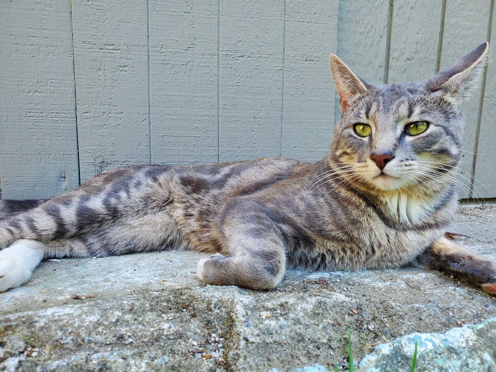 Lost Cat in Everett, Massachusetts — listing photo