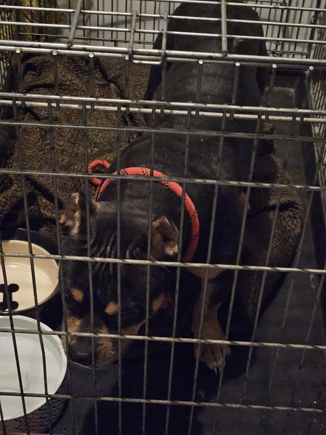 found dog in Chicago, Illinois