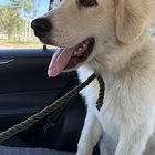 Lost Pet in Tampa, Florida — listing photo