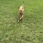 Lost Pet in Orlando, Florida — Update: Lost Dog in Waterford Lakes