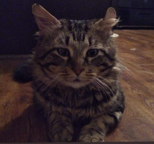 Lost Cat in North Highlands — listing photo