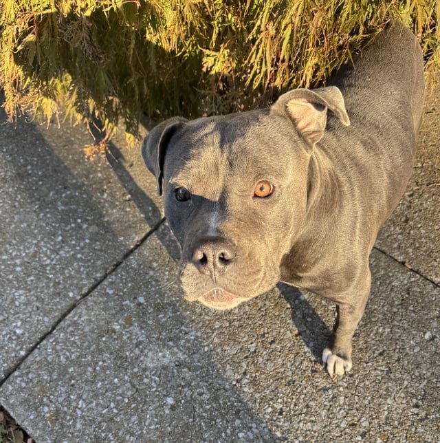 Lost Dog in Nashville, Tennessee — listing photo