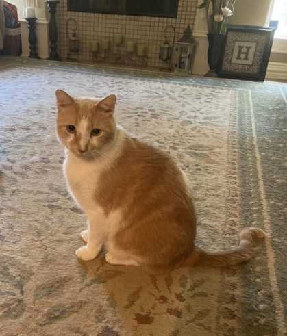 Lost Cat in Longview, Texas — listing photo
