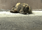 Lost Pet in Cincinnati, Ohio — listing photo