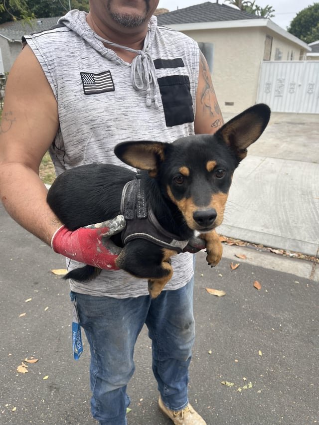 found dog in Long Beach, California