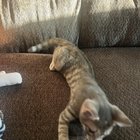 Found Cat in San Antonio, Texas — Kitten Rehoming - Urgent