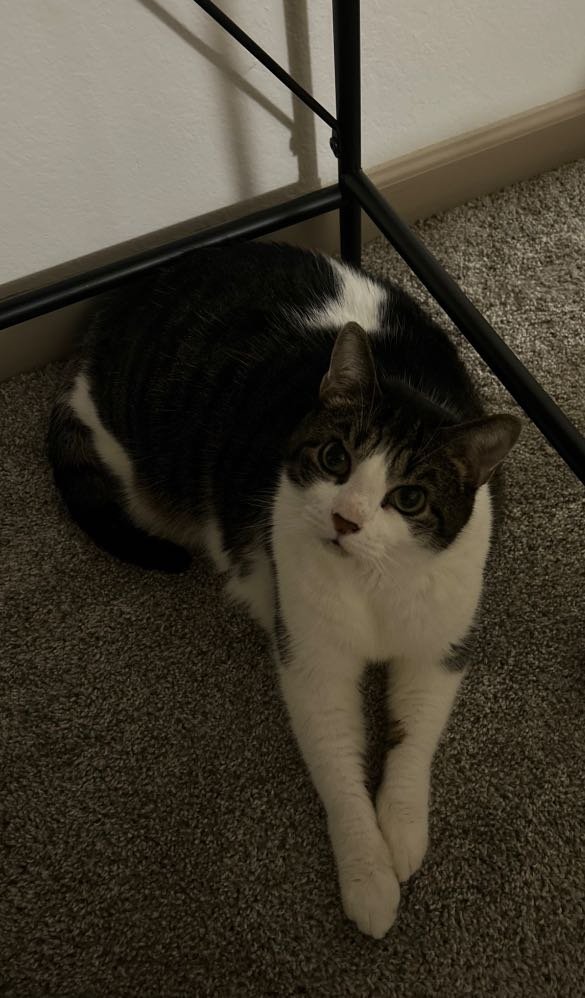 Lost Cat in Jacksonville, North Carolina — listing photo