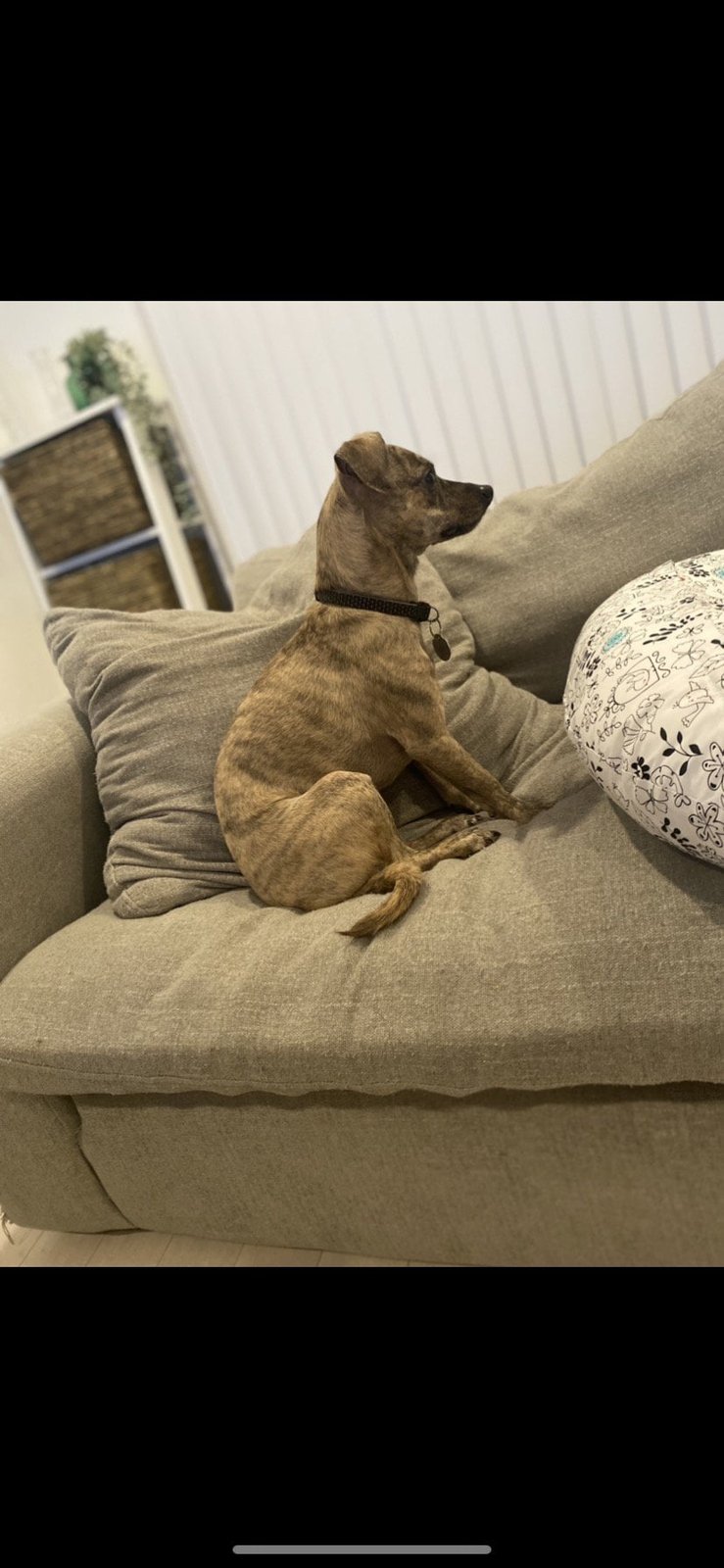 Lost Dog in Los Angeles, California — listing photo