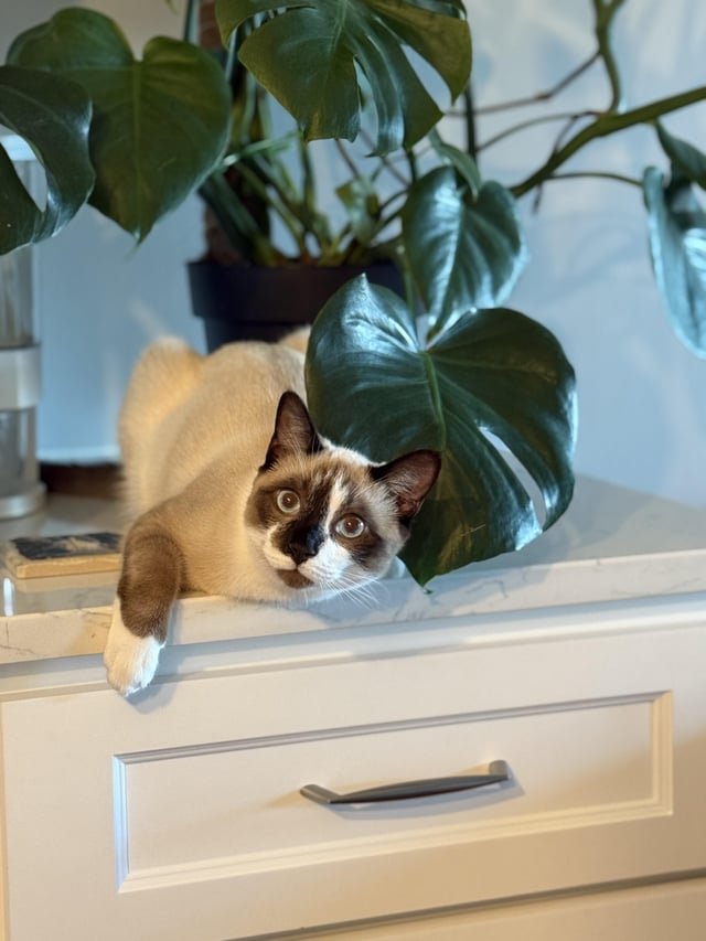 lost cat in Asheville, North Carolina