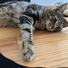 lost cat in San Francisco, California
