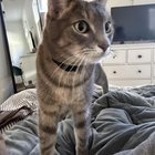 Lost Cat in Atlanta, Georgia — Have you seen my lost cat, Chapo?