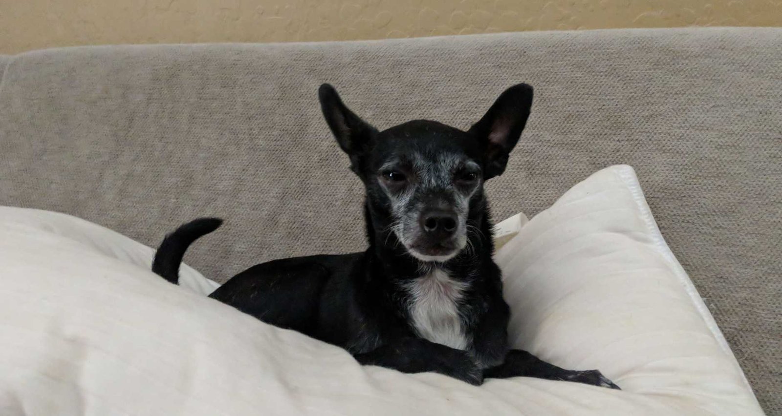 Lost Dog in Cashion — listing photo