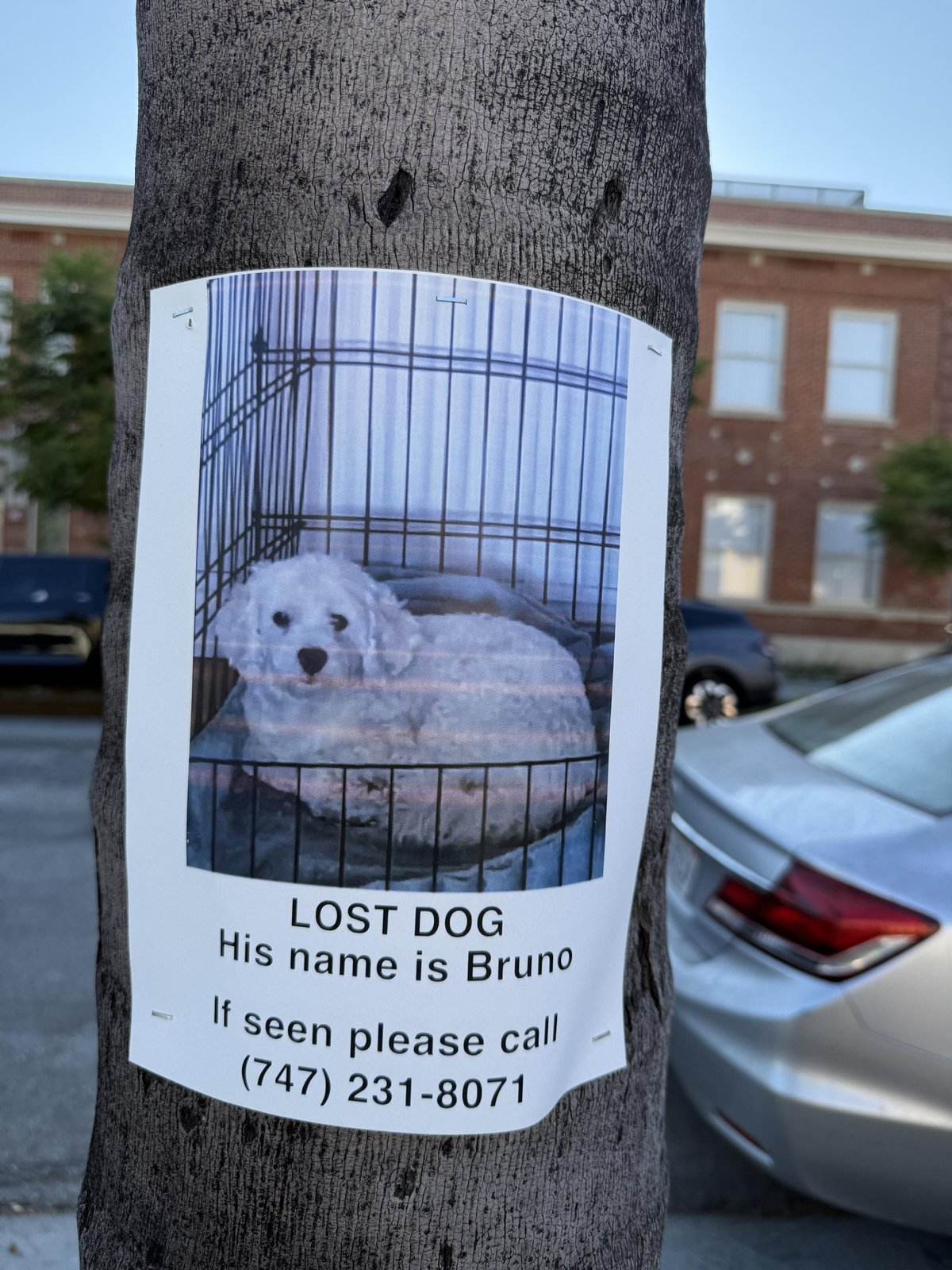 Lost Dog in Glendale, Arizona — listing photo