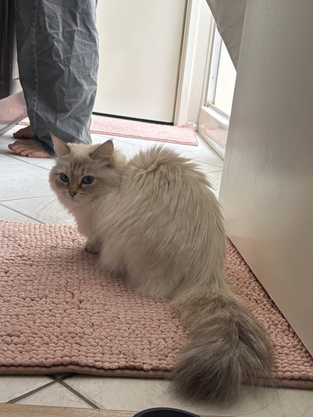 lost cat in Irvine, California