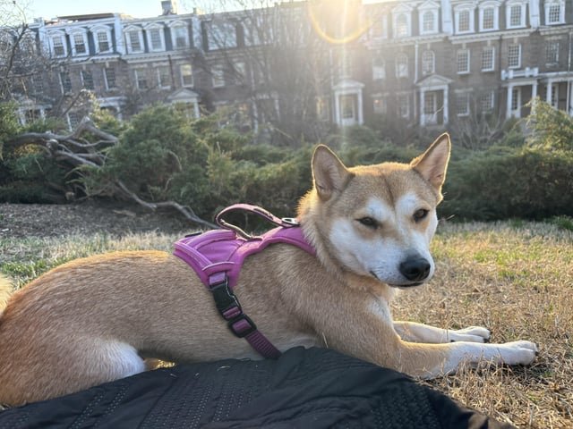 Lost Dog in Washington, District of Columbia — listing photo