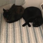 lost cat in Milwaukee, Wisconsin