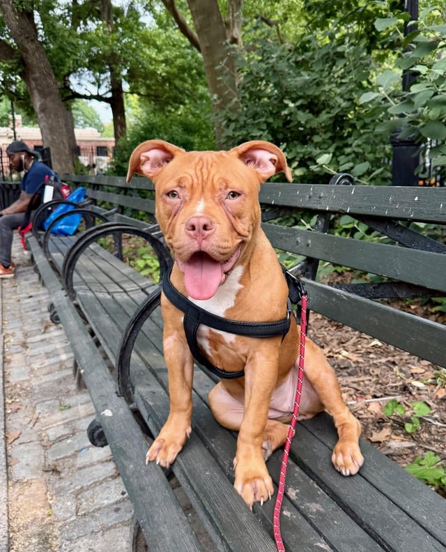 Found Dog in New York, New York — listing photo