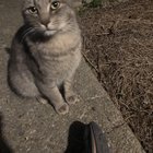 Lost Cat in San Antonio, Texas — Cat found