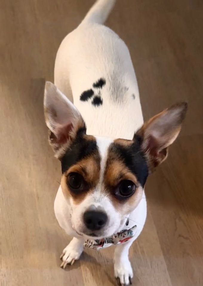 Lost Dog in Shoreline, Washington — listing photo