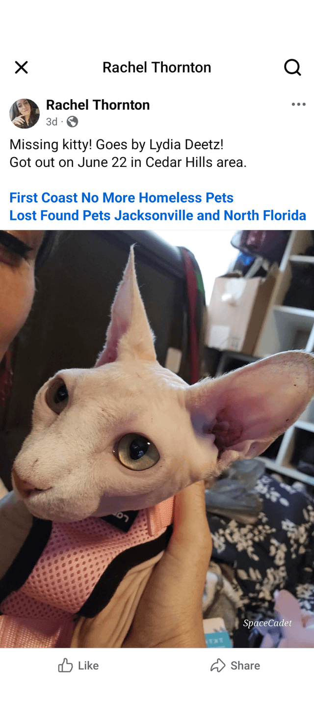 Lost Cat in Cedar Hill, Texas — listing photo