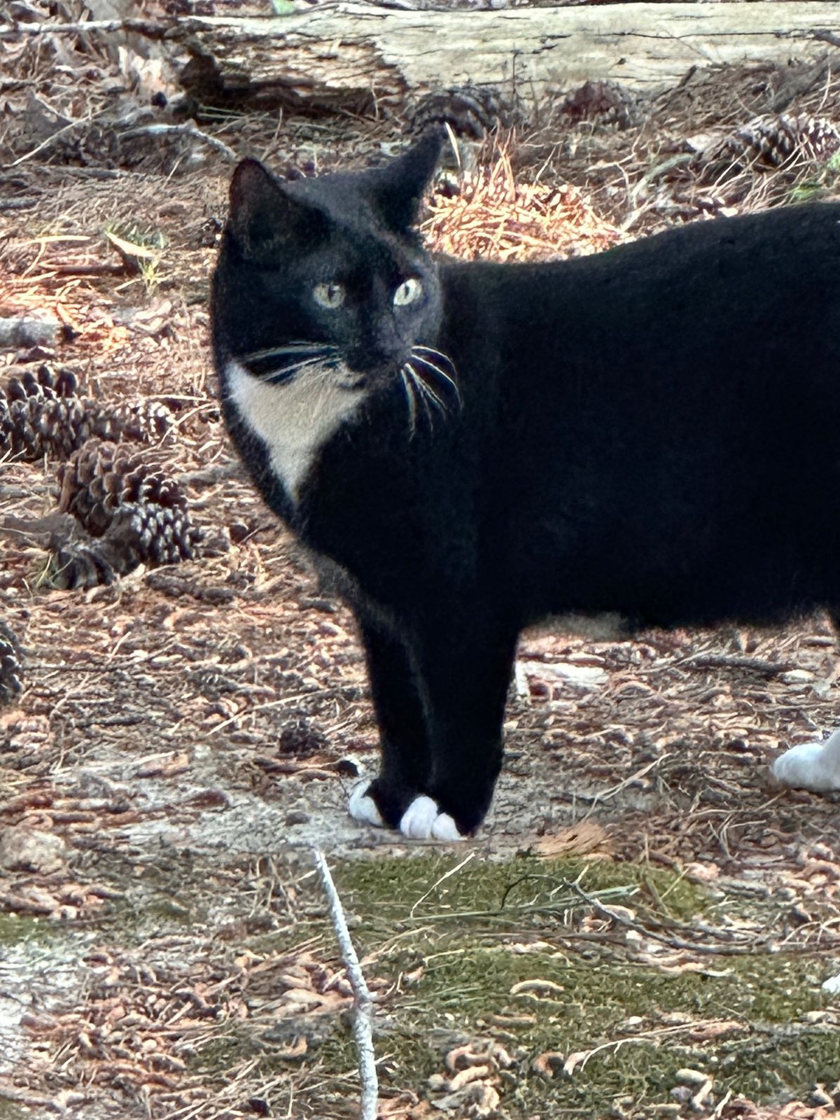 Found Cat in Raleigh, North Carolina — listing photo