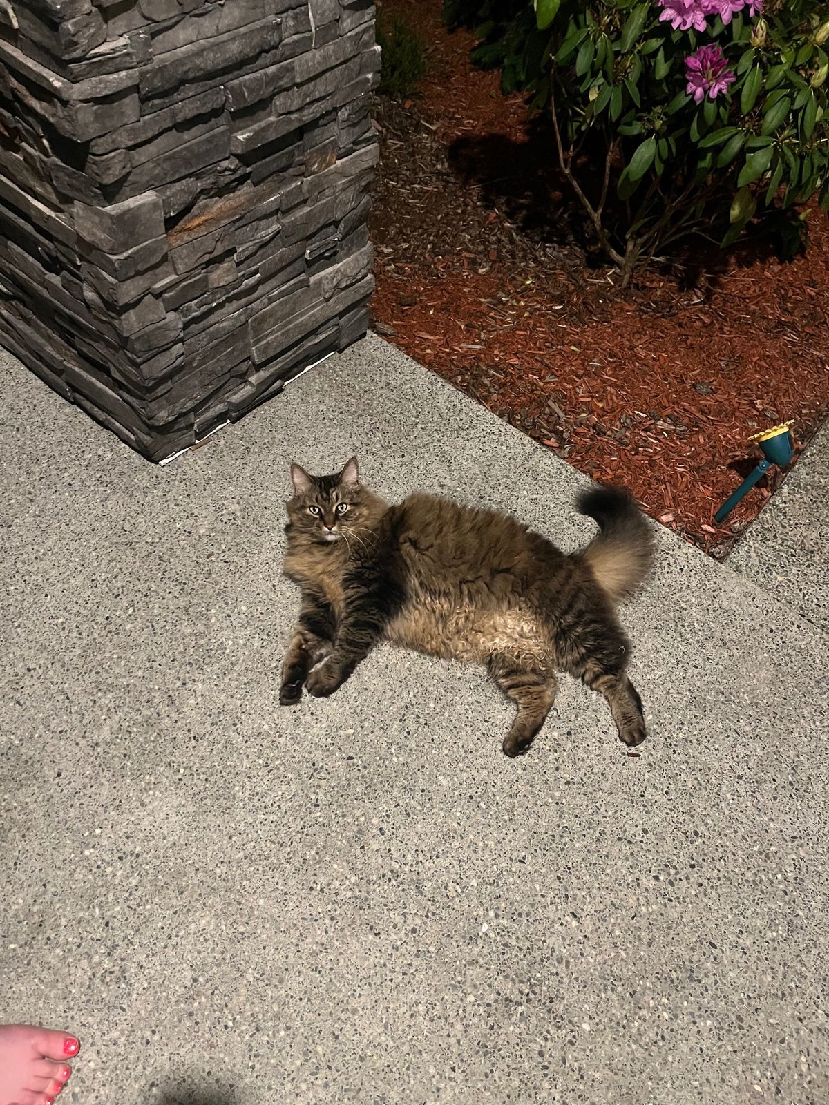 Found Cat in Kent, Washington — listing photo