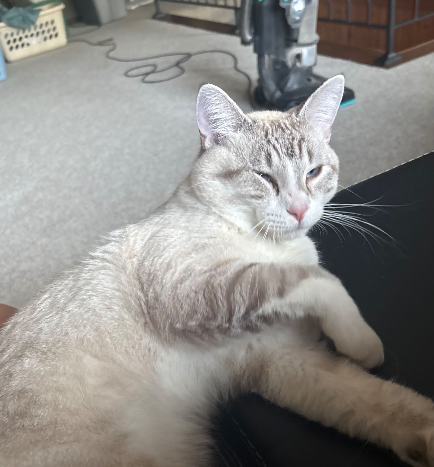 Lost Cat in Janesville, Wisconsin — listing photo