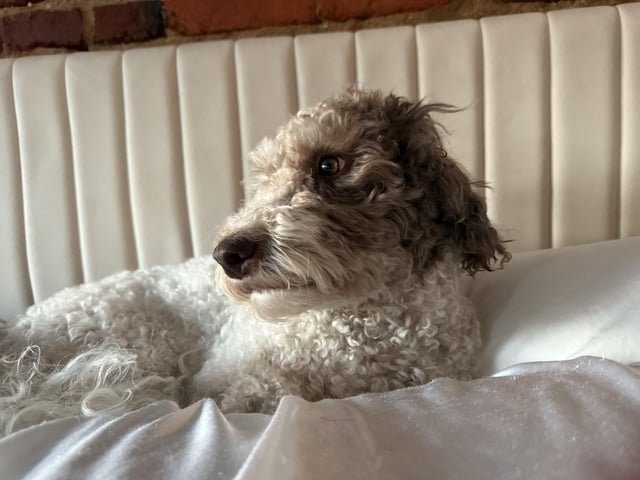 lost dog in Washington, District of Columbia