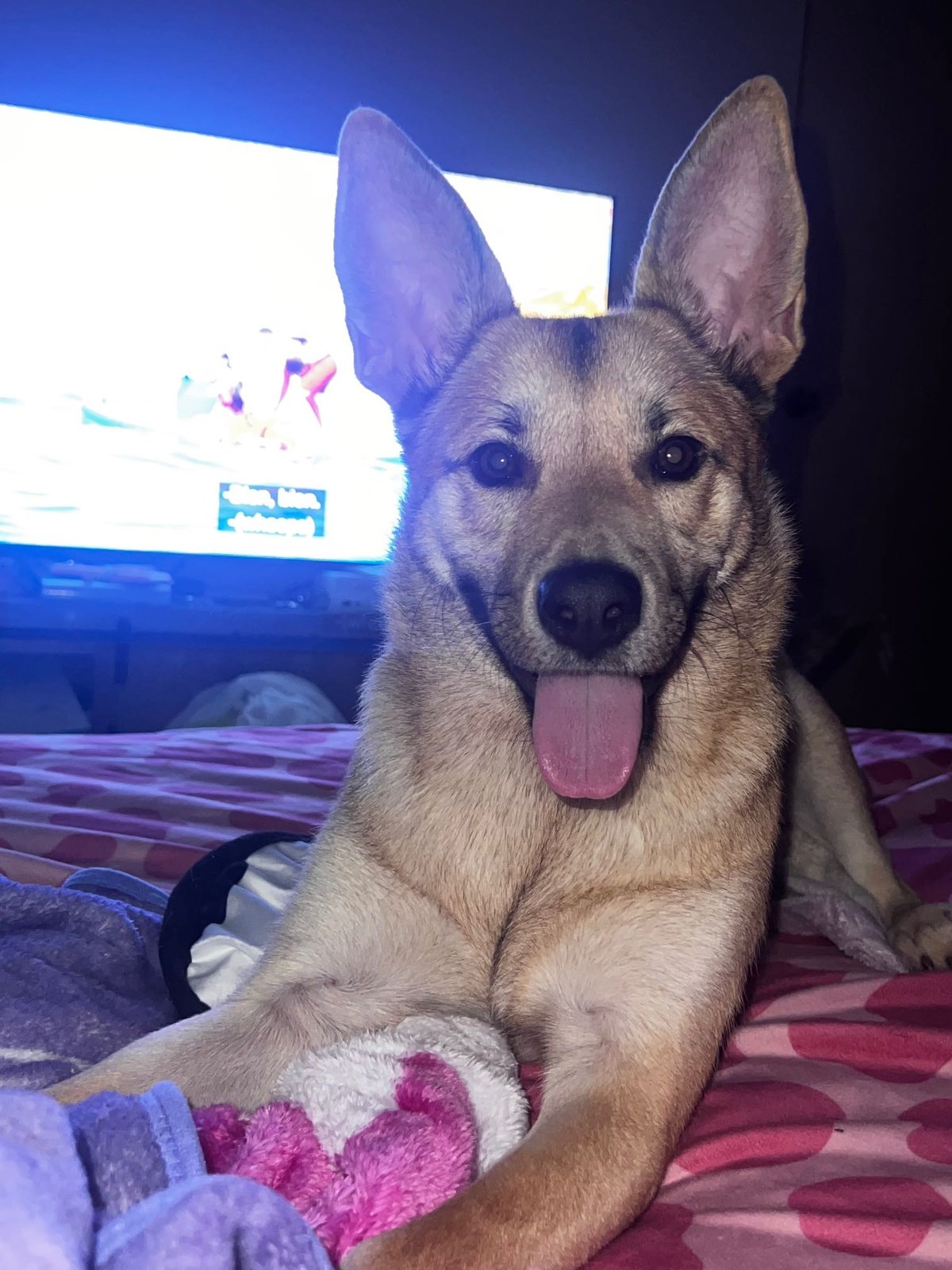 Lost Dog in Huachuca City — listing photo