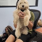 lost dog in Cupertino, California
