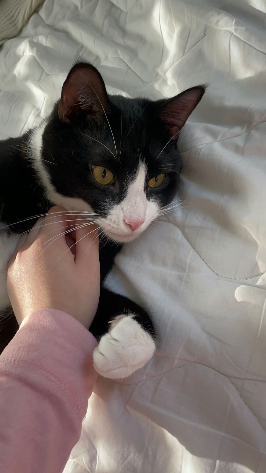 Lost Cat in Richmond Hill — listing photo