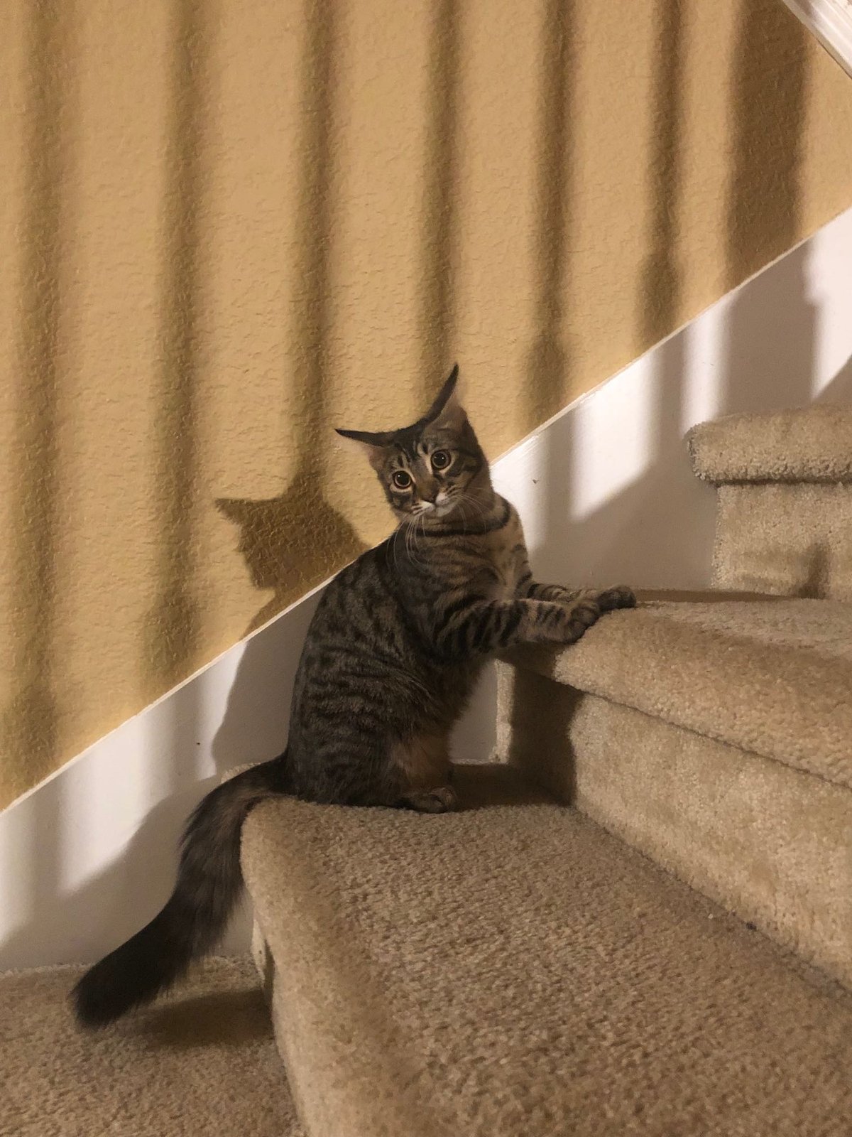 Lost Cat in The Colony, Texas — listing photo