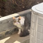 Lost Cat in Washington, District of Columbia — listing photo
