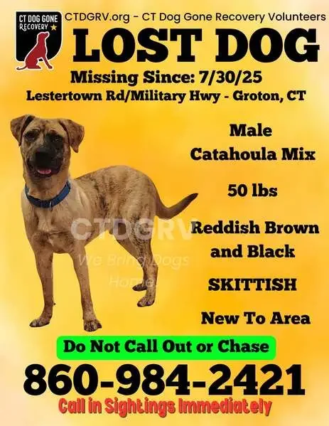 found dog in Highland, California