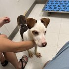 found dog in Memphis, Tennessee