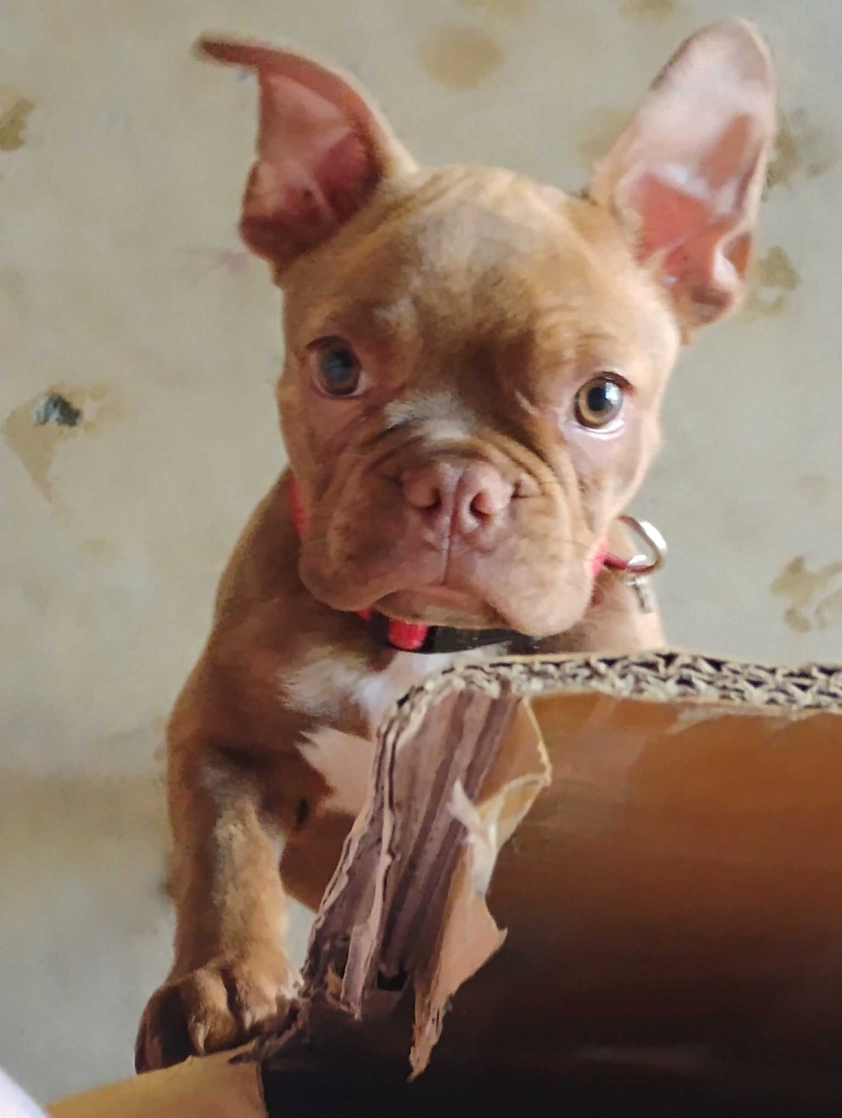 Lost Dog in Sacramento, California — listing photo