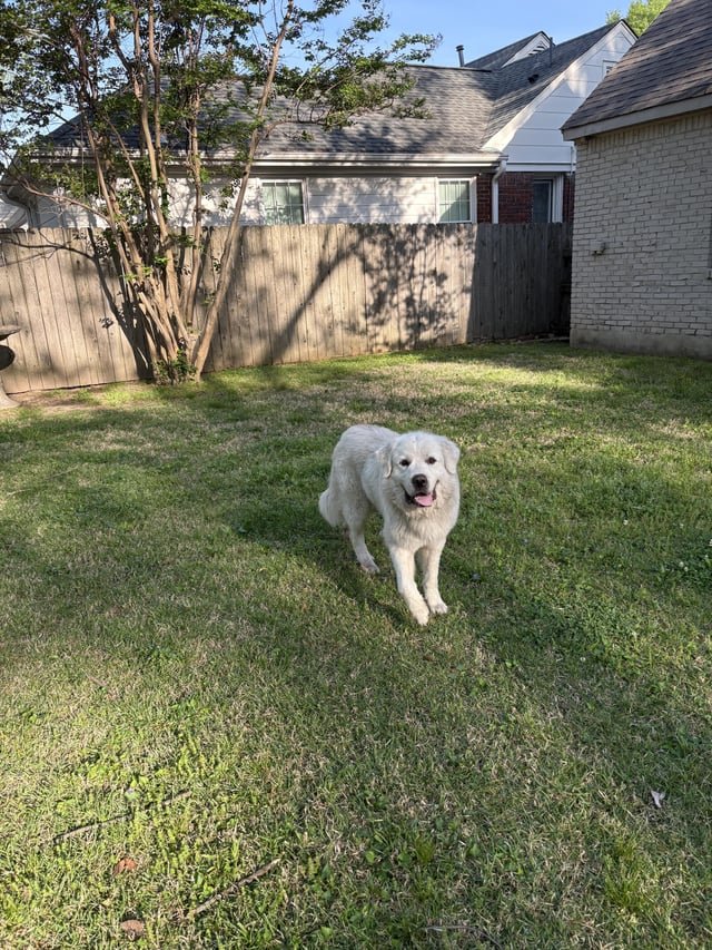 Found Dog in High Point, North Carolina — listing photo