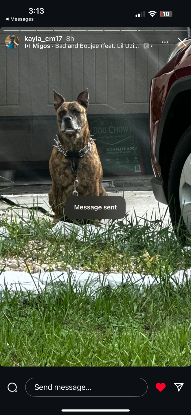Lost Dog in Wimauma — listing photo