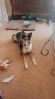 Lost Dog in Gresham, Oregon — listing photo