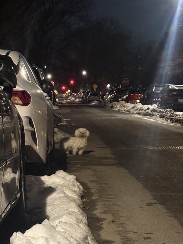 Lost Dog in New York, New York — listing photo