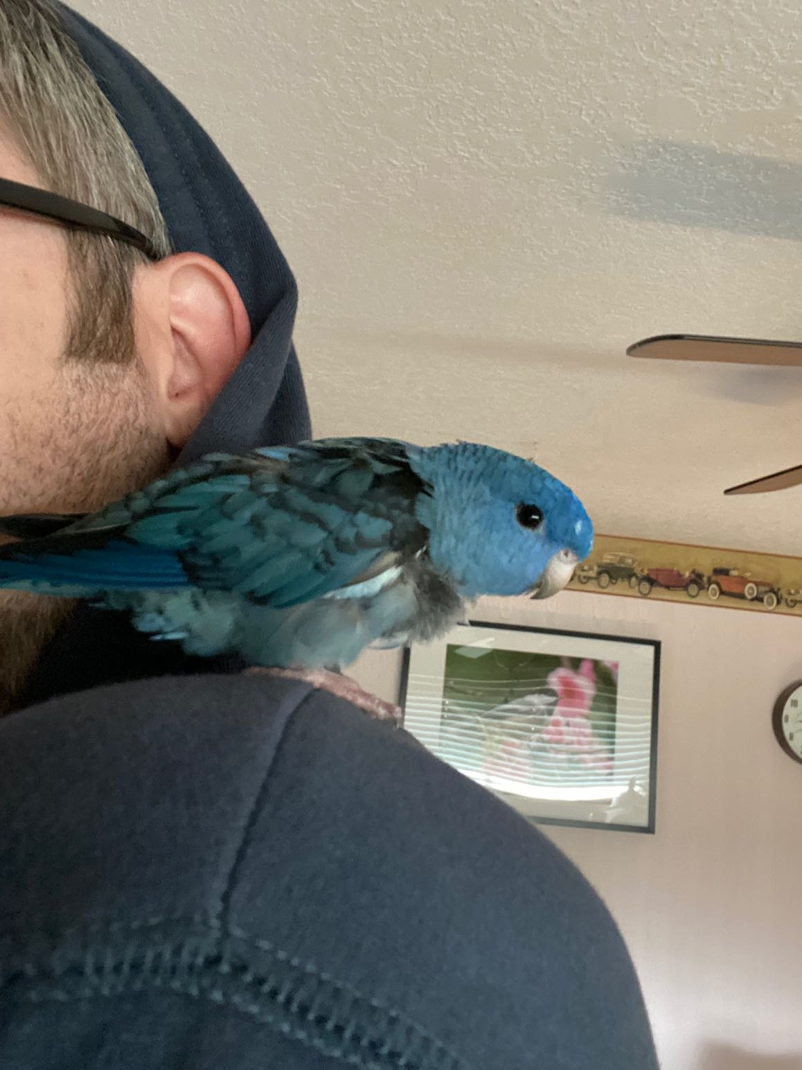 Lost Pet in Beaverton, Oregon — listing photo