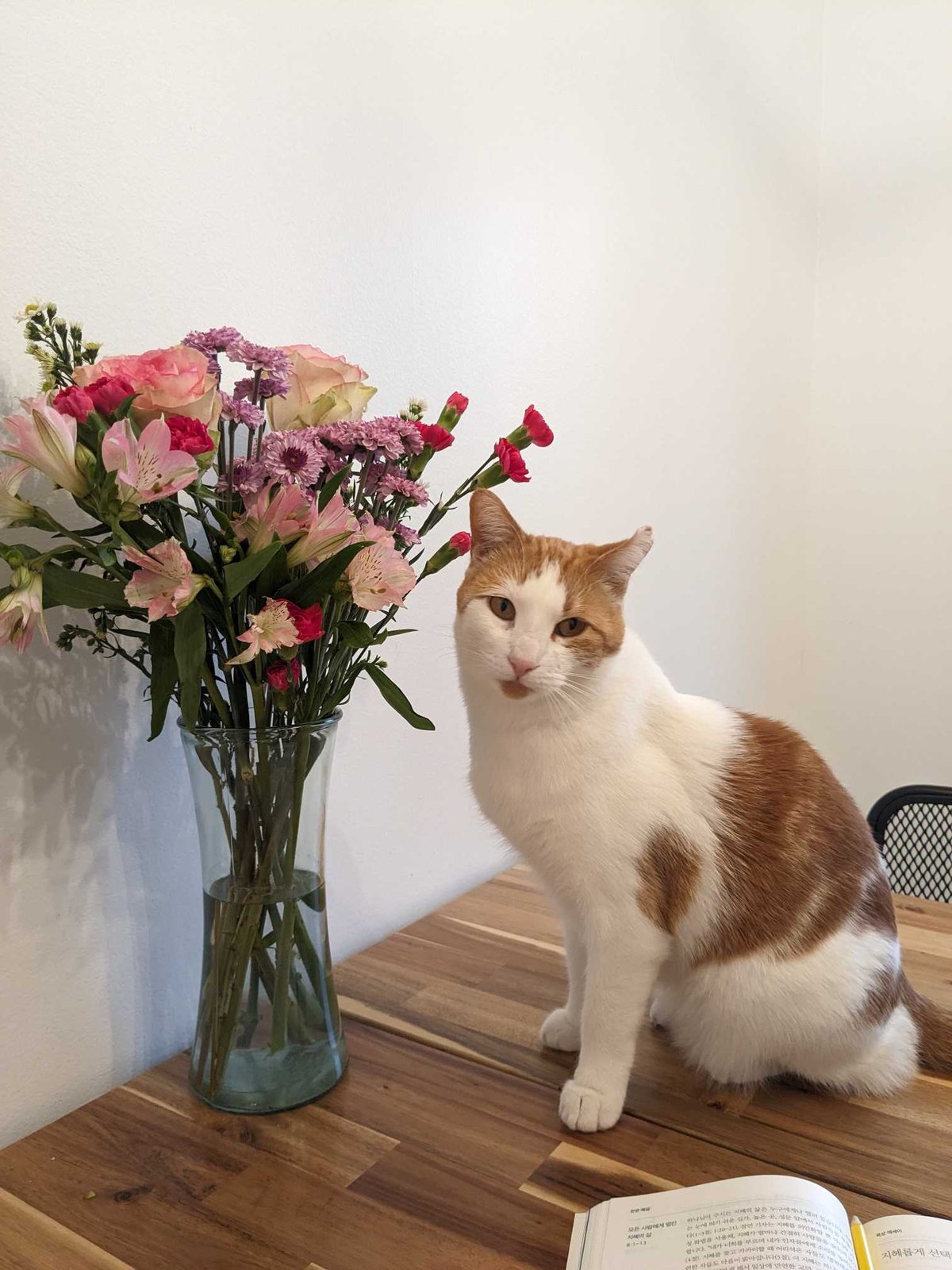 Lost Cat in Buford — listing photo